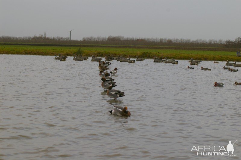 French Hunting Style - Eurasian Wigeons