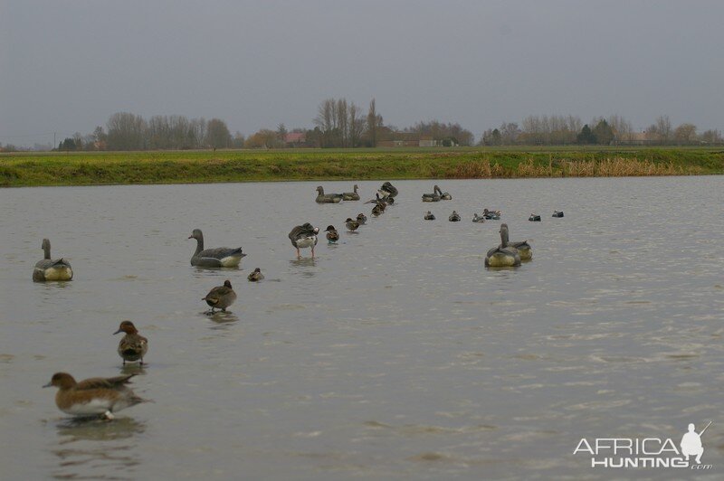 French Hunting Style - Green-winged Teal