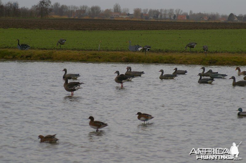 French Hunting Style - Spread