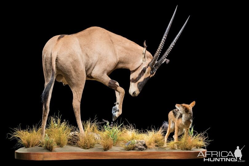 Fringe Eared Gemsbok & Jackal Full Mount