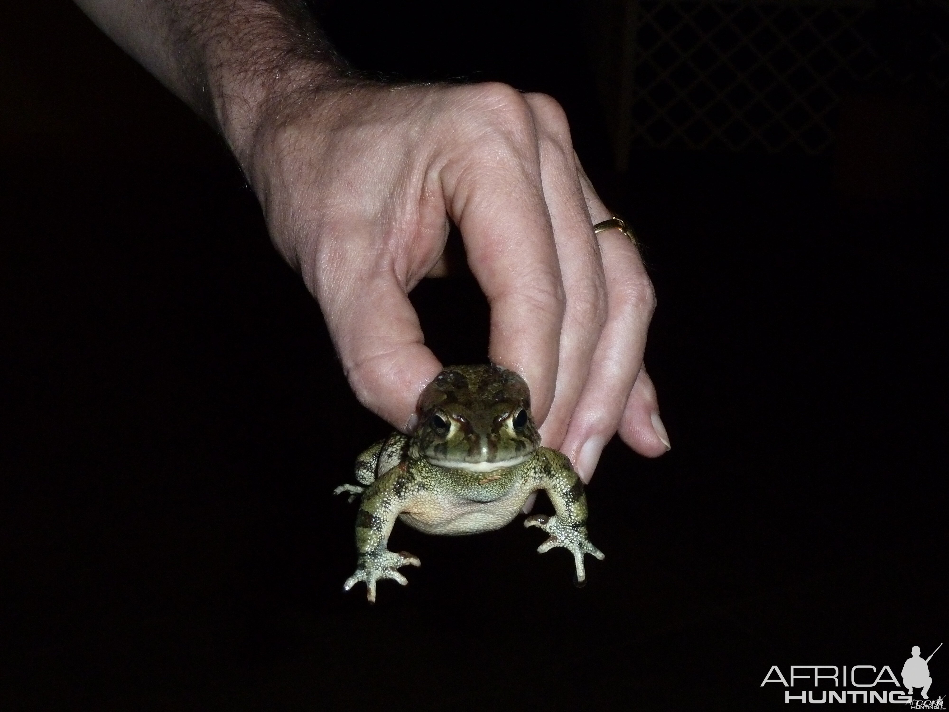 Frog Namibia