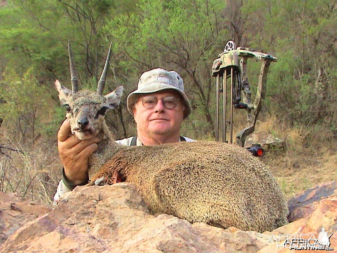 From the rocks... Klipspringer