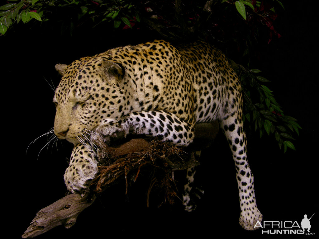 Full Leopard Mount Taxidermy On A Limb