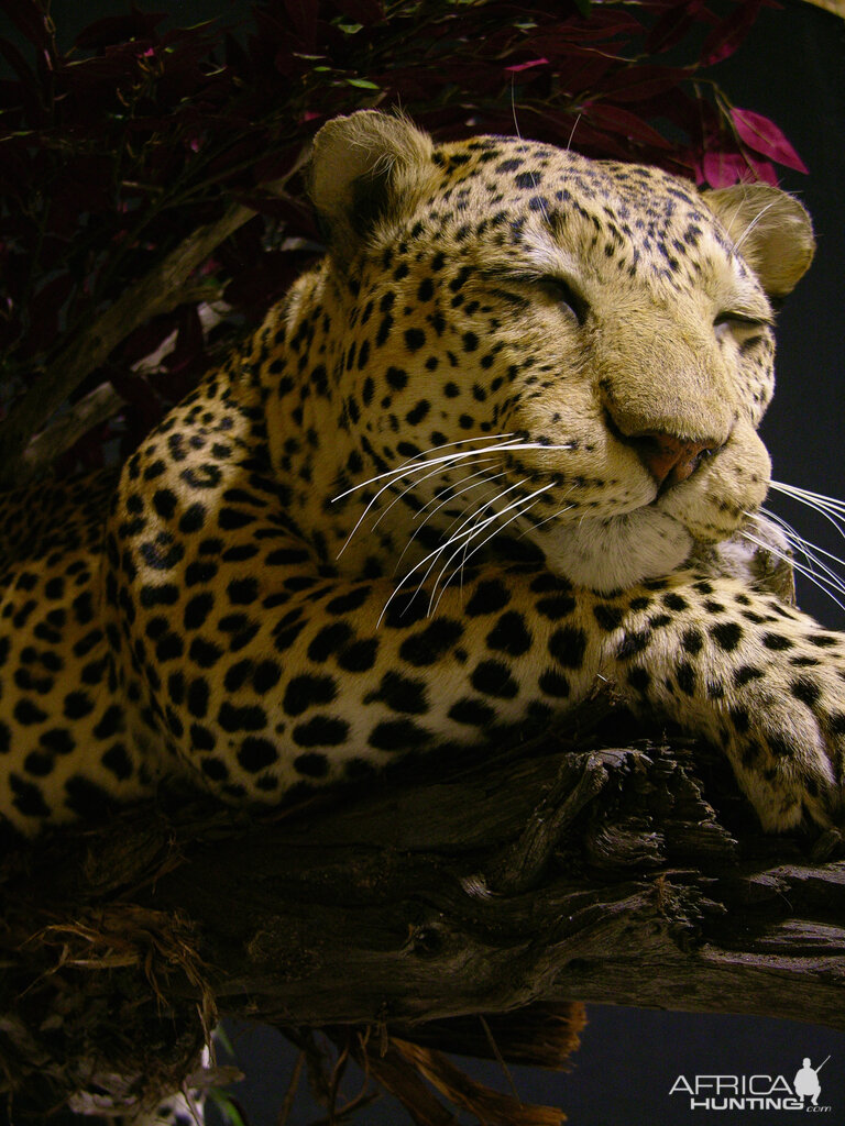 Full Leopard Mount Taxidermy On A Limb