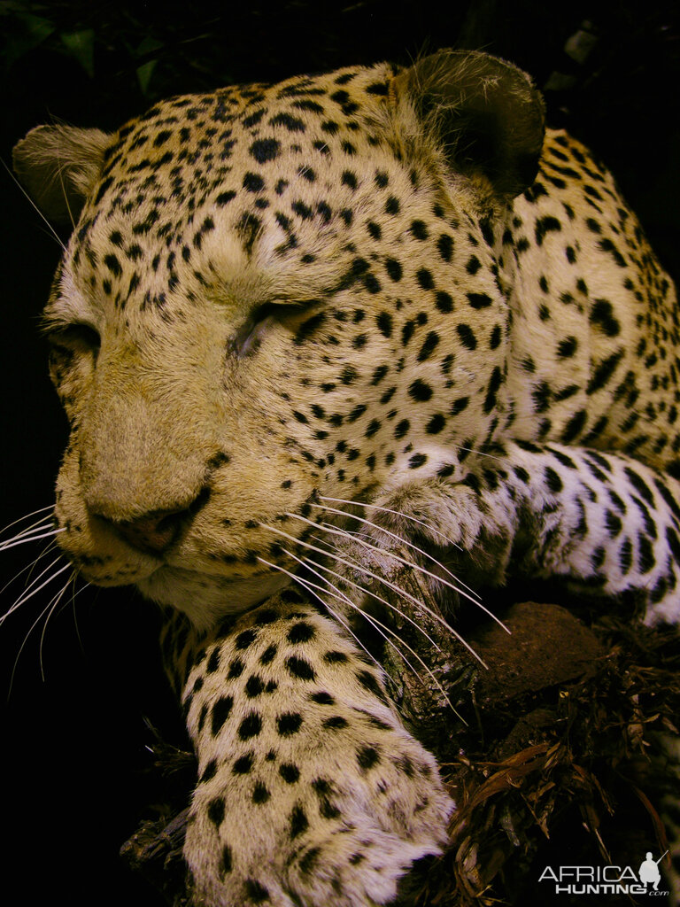 Full Leopard Mount Taxidermy On A Limb