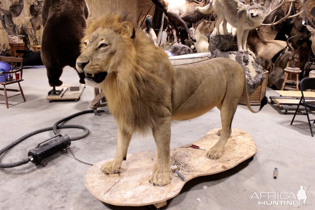 Full Lion Mount Drying In Taxidermy Studio