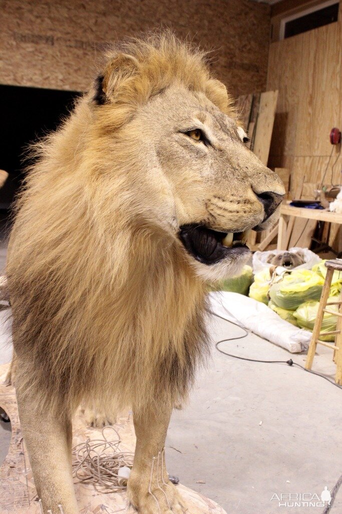 Full Lion Mount Drying In Taxidermy Studio