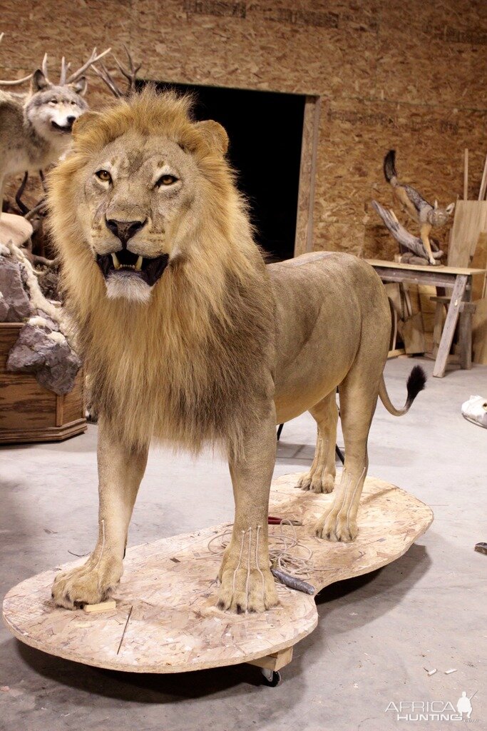 Full Lion Mount Drying In Taxidermy Studio