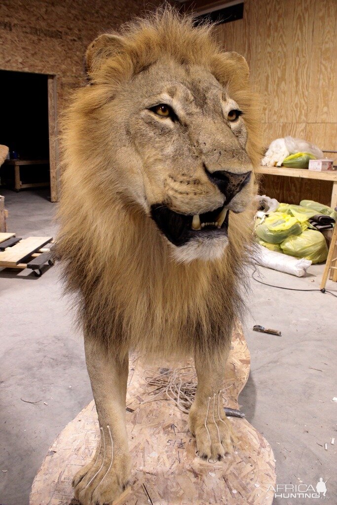 Full Lion Mount Drying In Taxidermy Studio