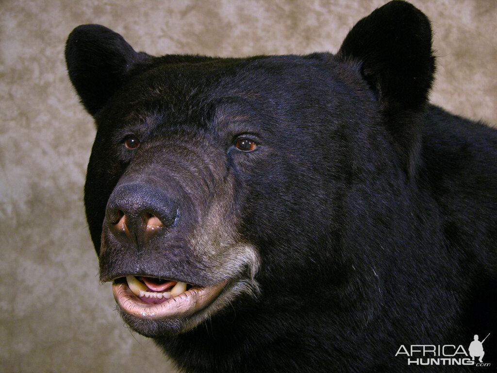 Full Mount 601lb North Carolina Black Bear Taxidermy