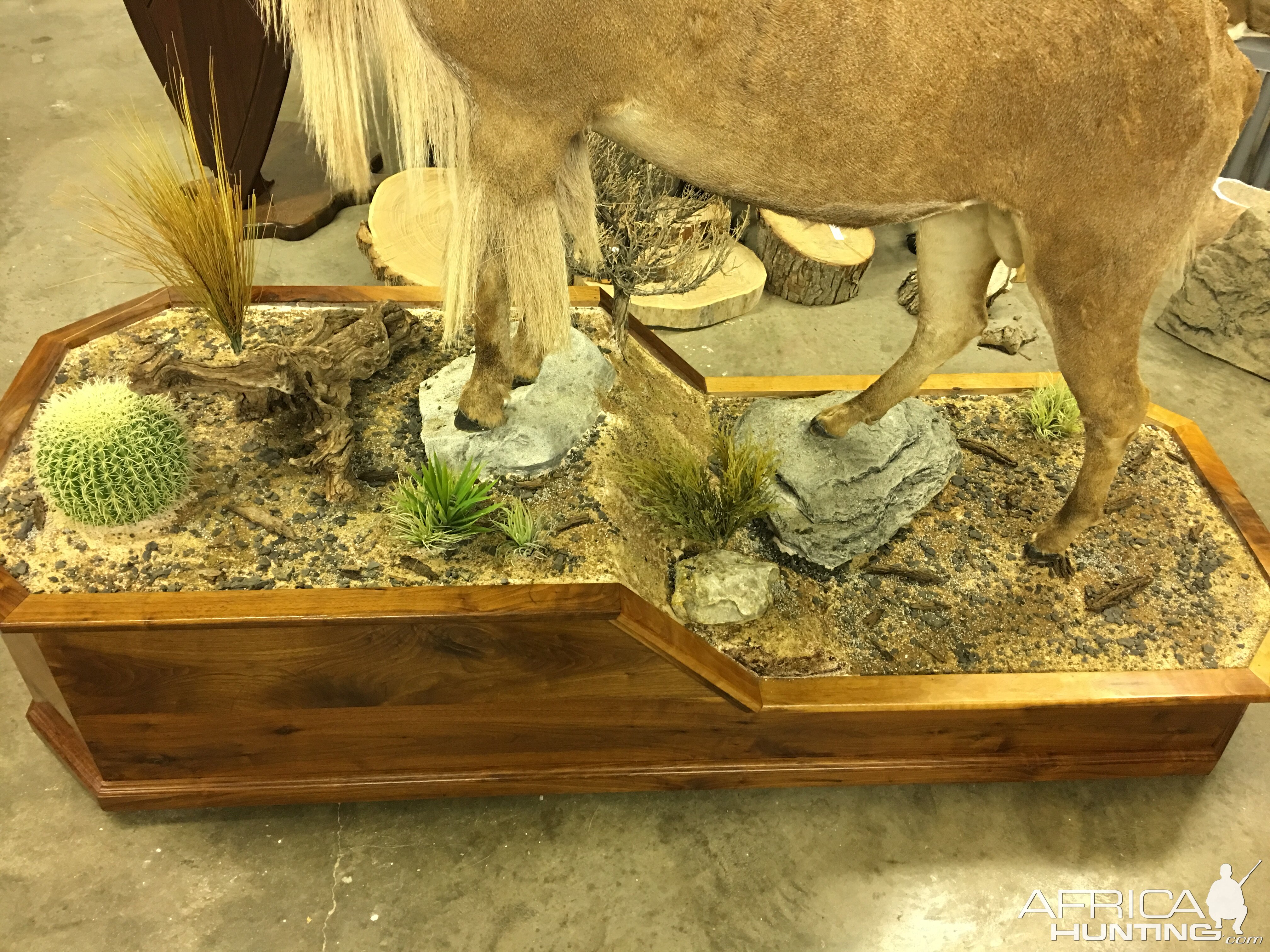 Full Mount Aoudad  Taxidermy