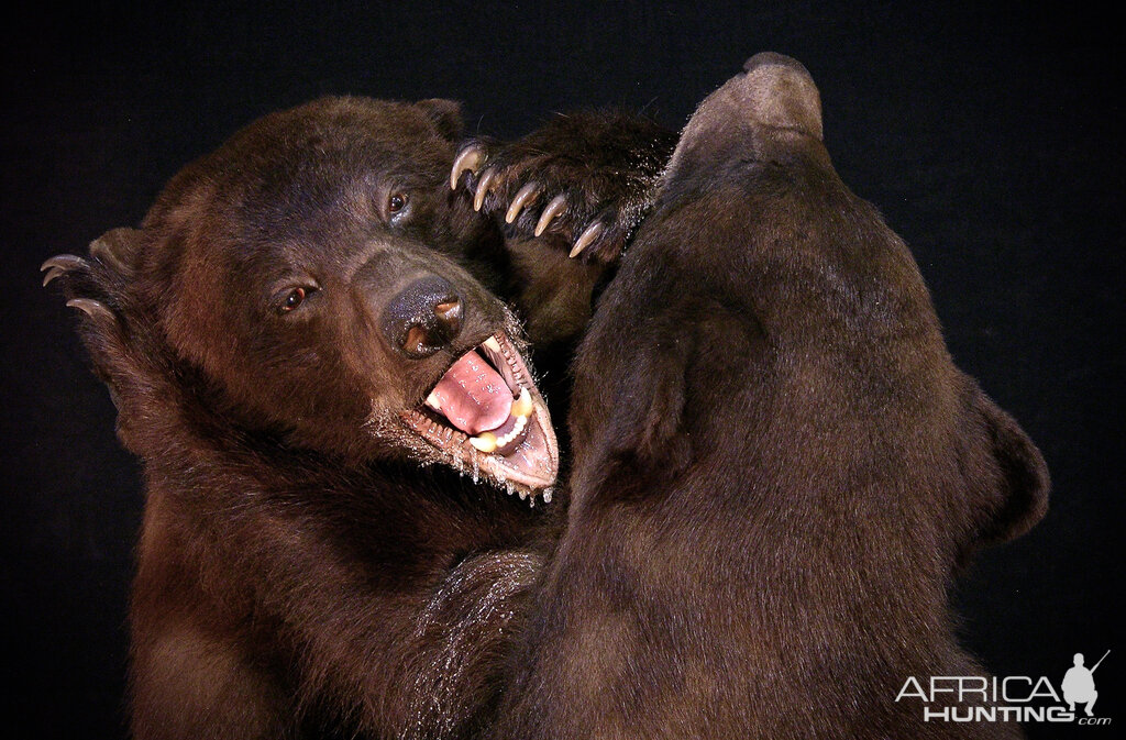 Full Mount Bear Fight! New Mexico Bears Taxidermy