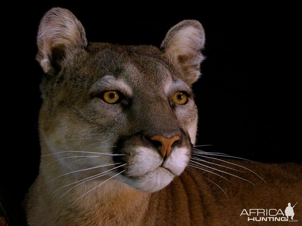 Full Mount Cougar On A Branch Taxidermy