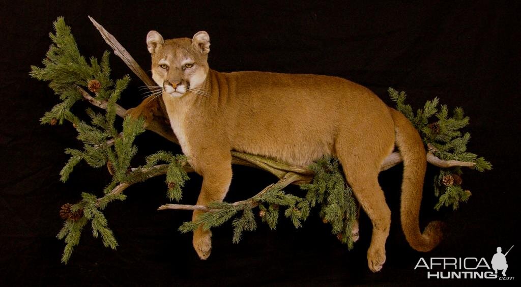 Full Mount Cougar On A Branch Taxidermy