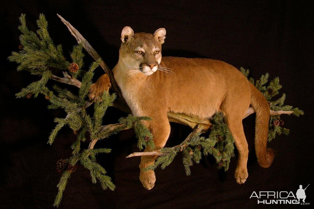 Full Mount Cougar On A Branch Taxidermy