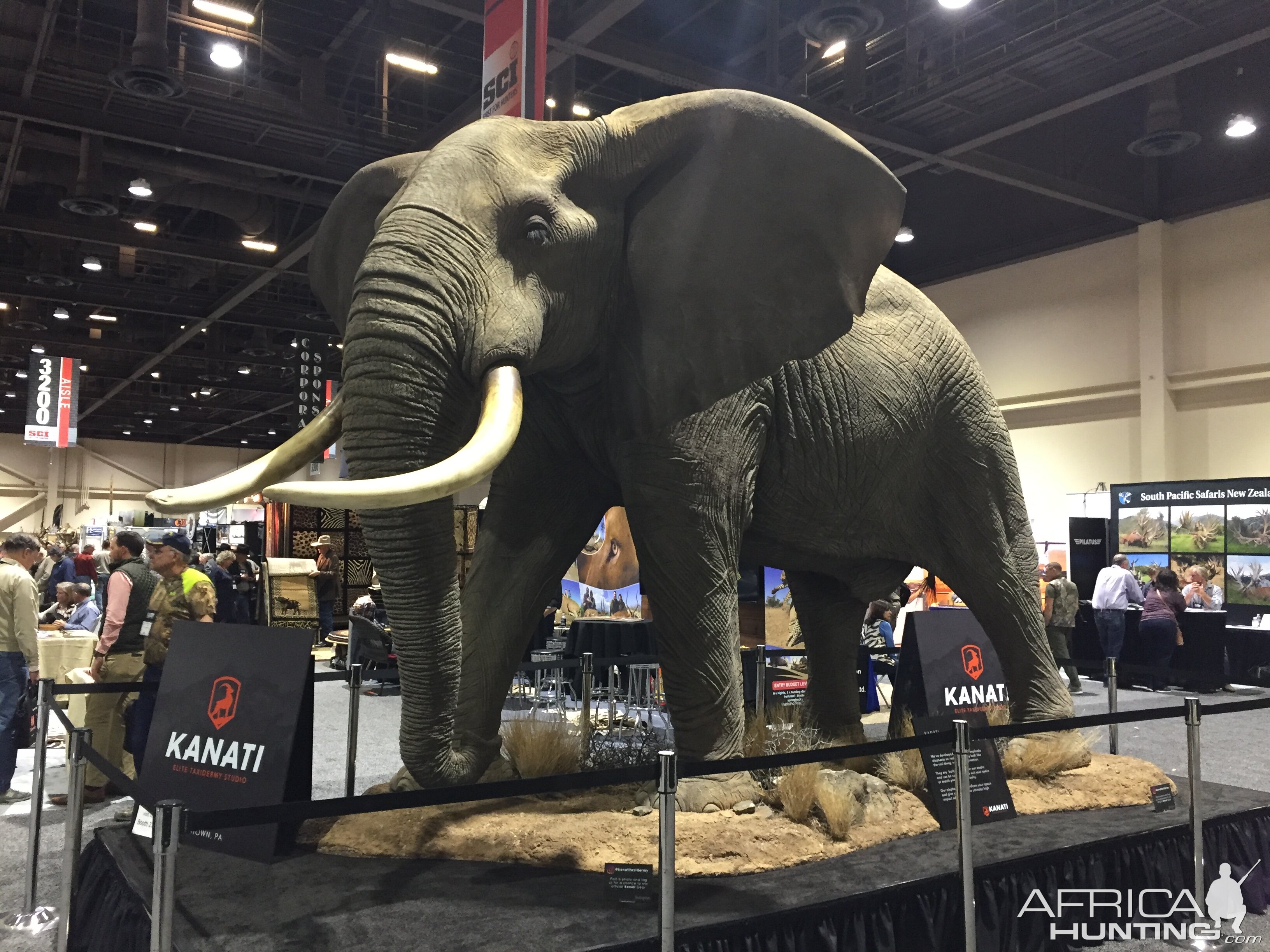 Full Mount Elephant Taxidermy