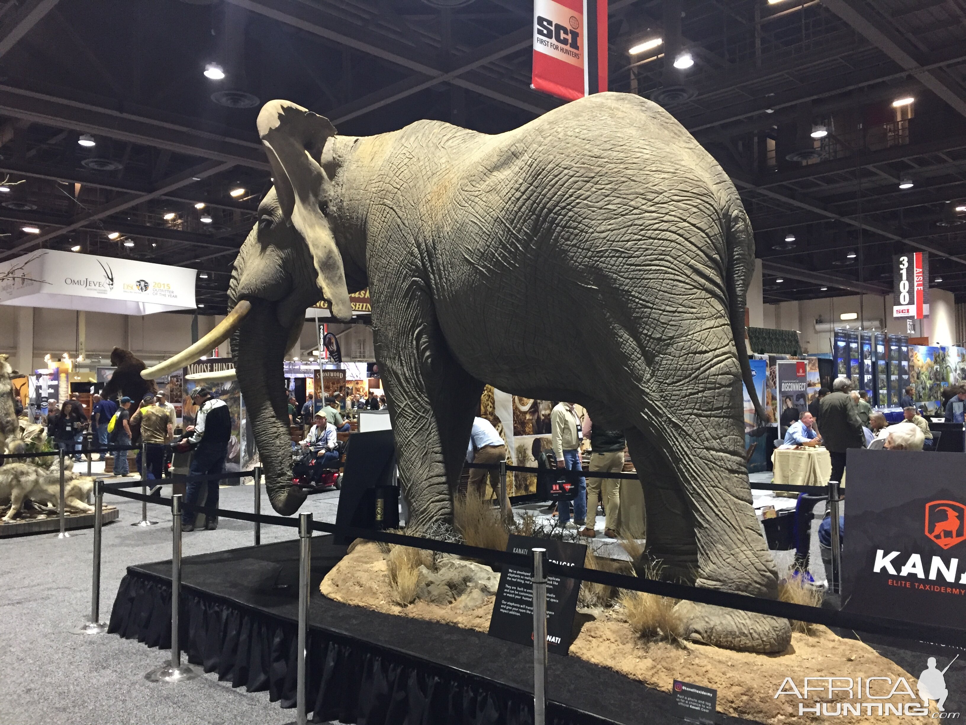 Full Mount Elephant Taxidermy