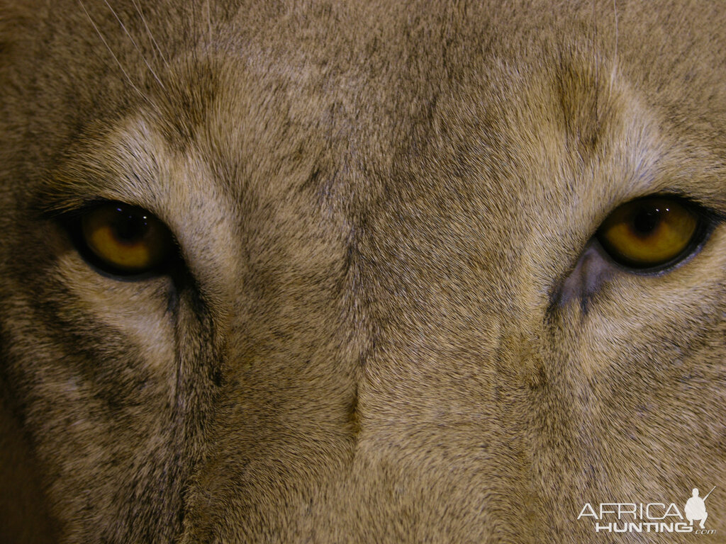 Full Mount Lion Taxidermy Big Zimbabwe Cat