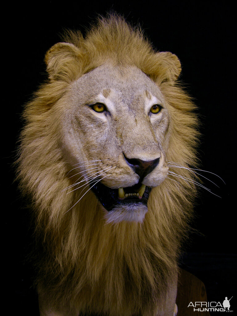 Full Mount Lion Taxidermy Big Zimbabwe Cat