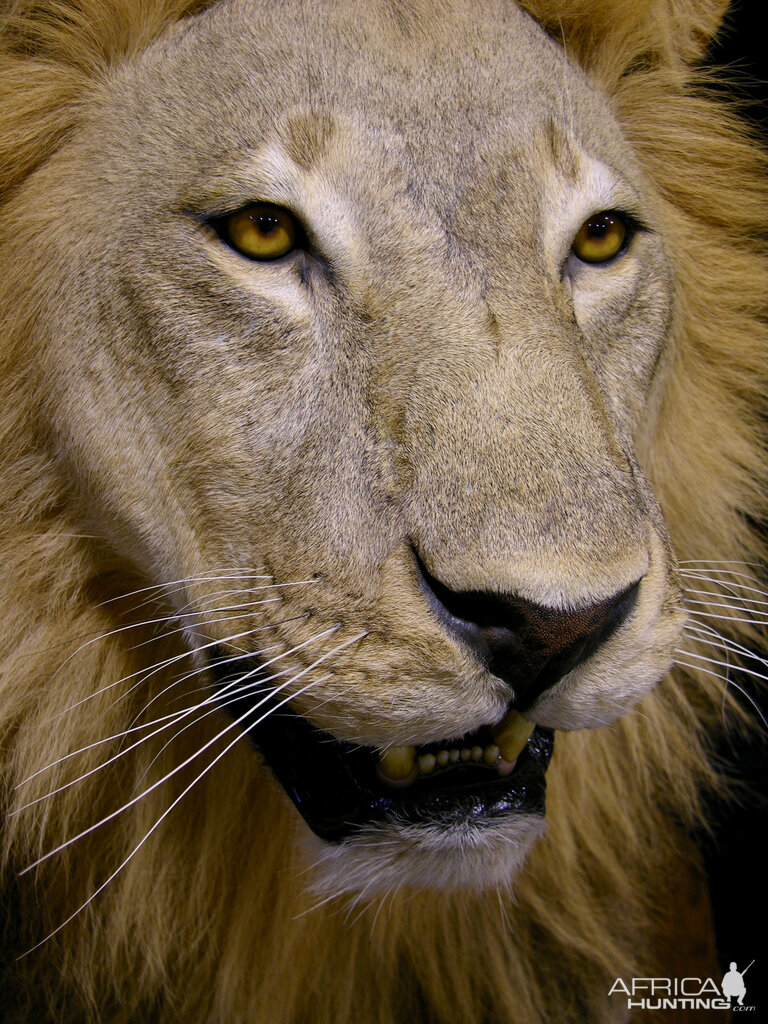 Full Mount Lion Taxidermy Big Zimbabwe Cat