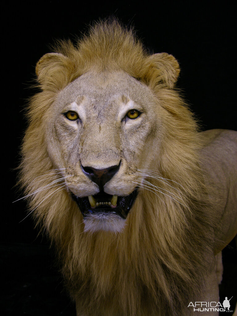 Full Mount Lion Taxidermy Big Zimbabwe Cat