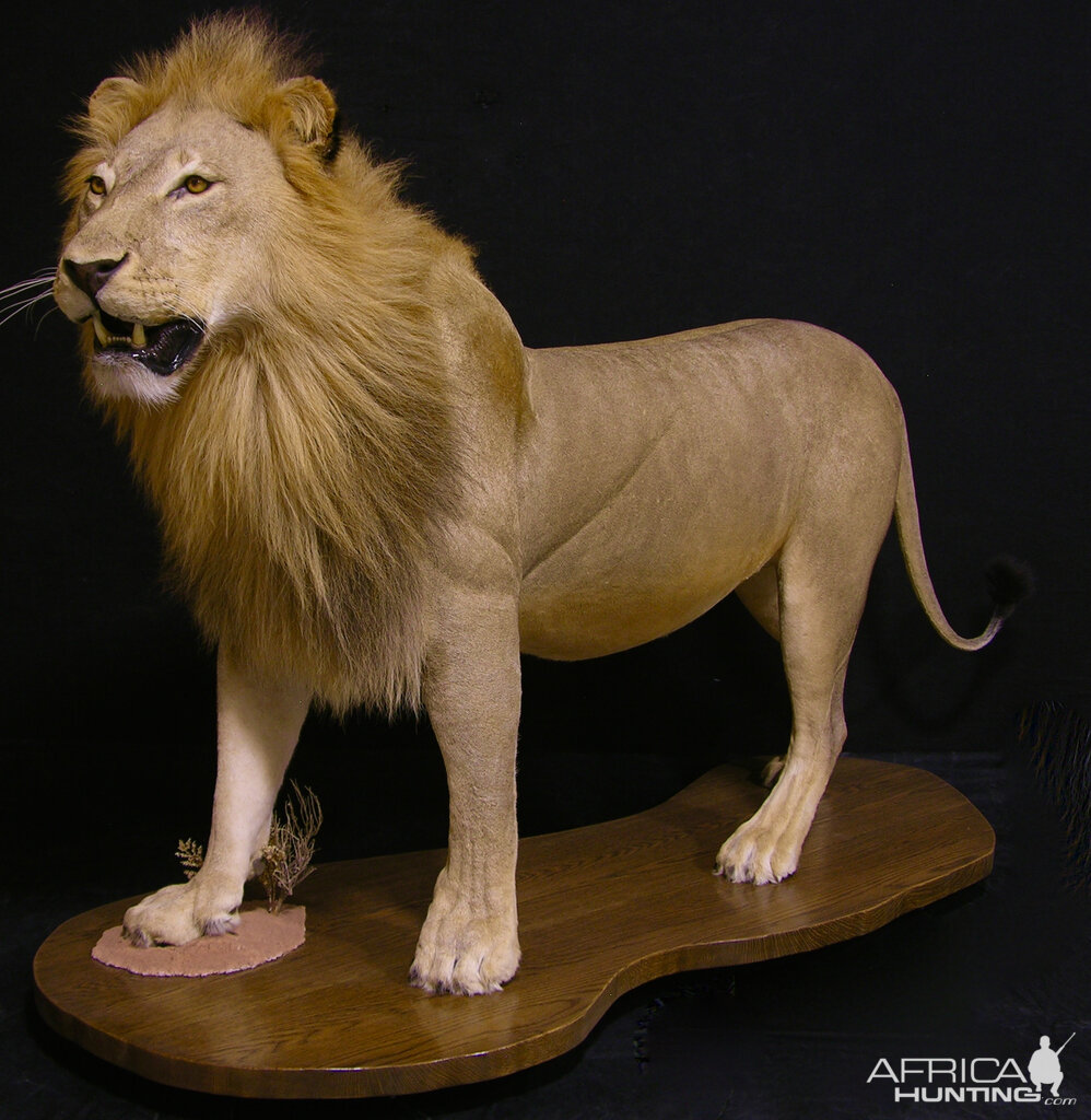 Full Mount Lion Taxidermy Big Zimbabwe Cat