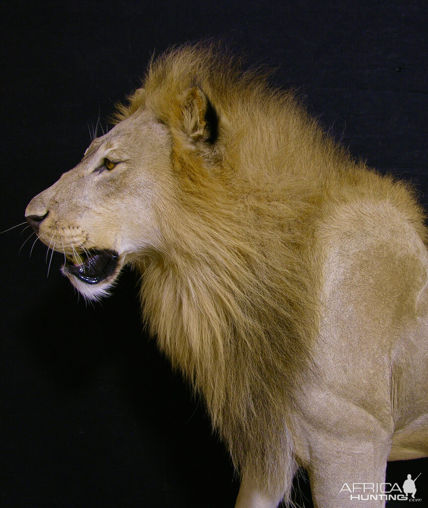 Full Mount Lion Taxidermy Big Zimbabwe Cat