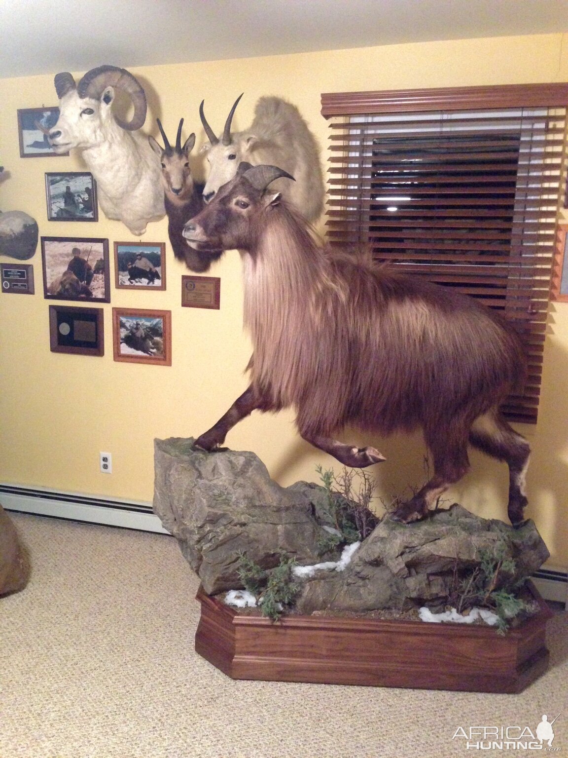 Full Mount New Zealand Tahr Taxidermy