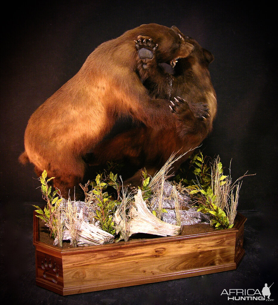 Full Mount Taxidermy Bear Fight!New Mexico Bears