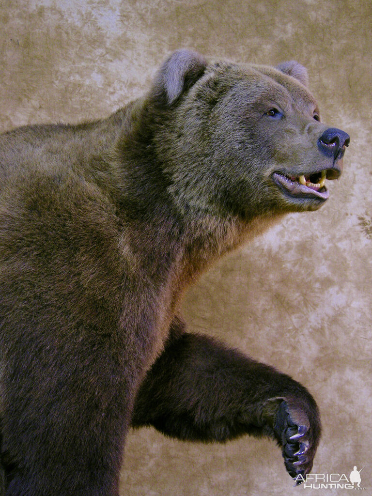 Full Mount Taxidermy Big Brown Bear