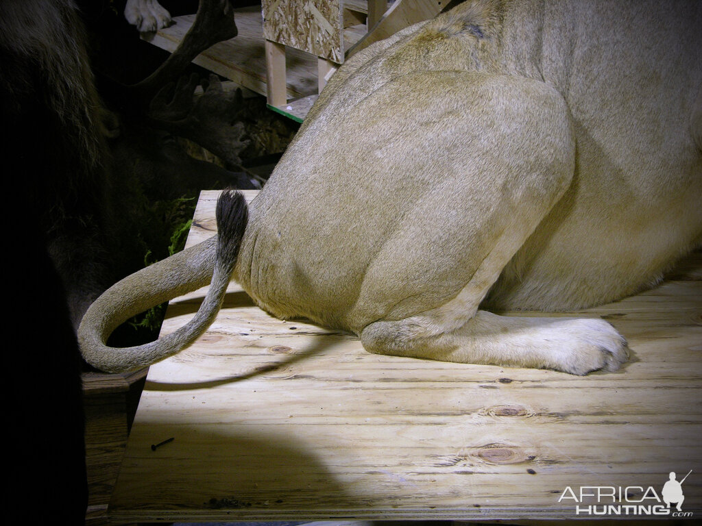 Full Mount Taxidermy Lioness