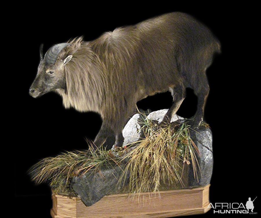 Full Mount Taxidermy