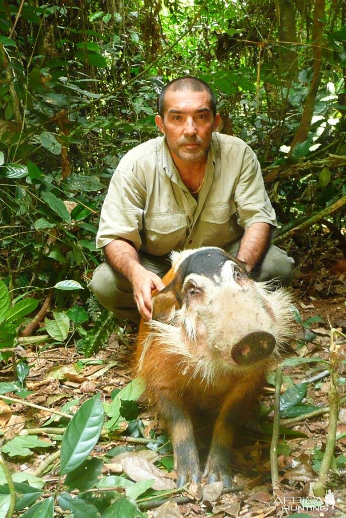 Gabon Hunting Gabonese Bushpig