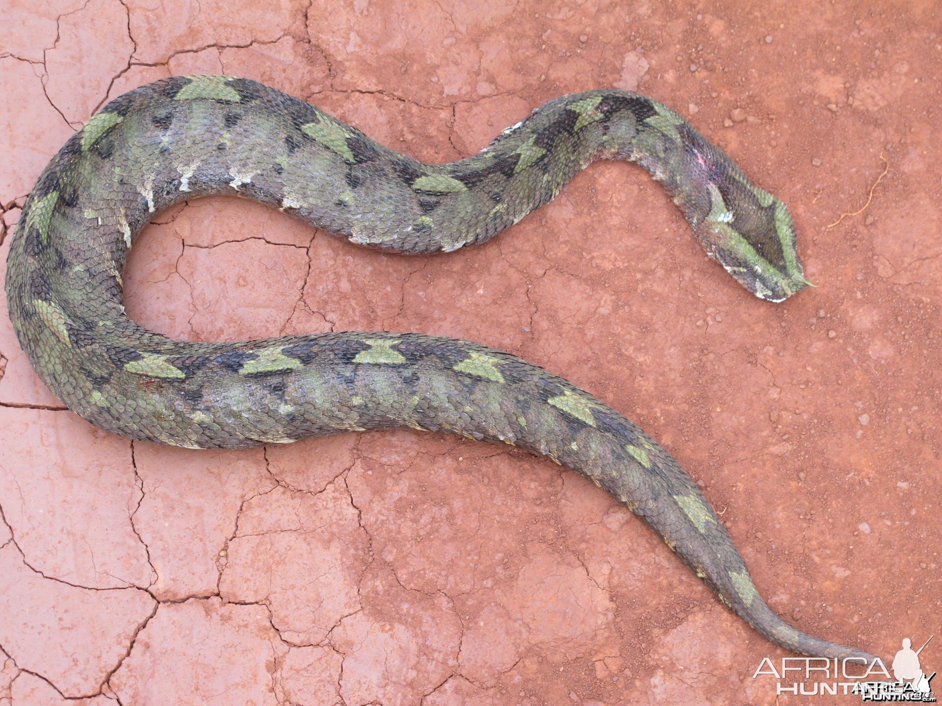 Gabon Viper