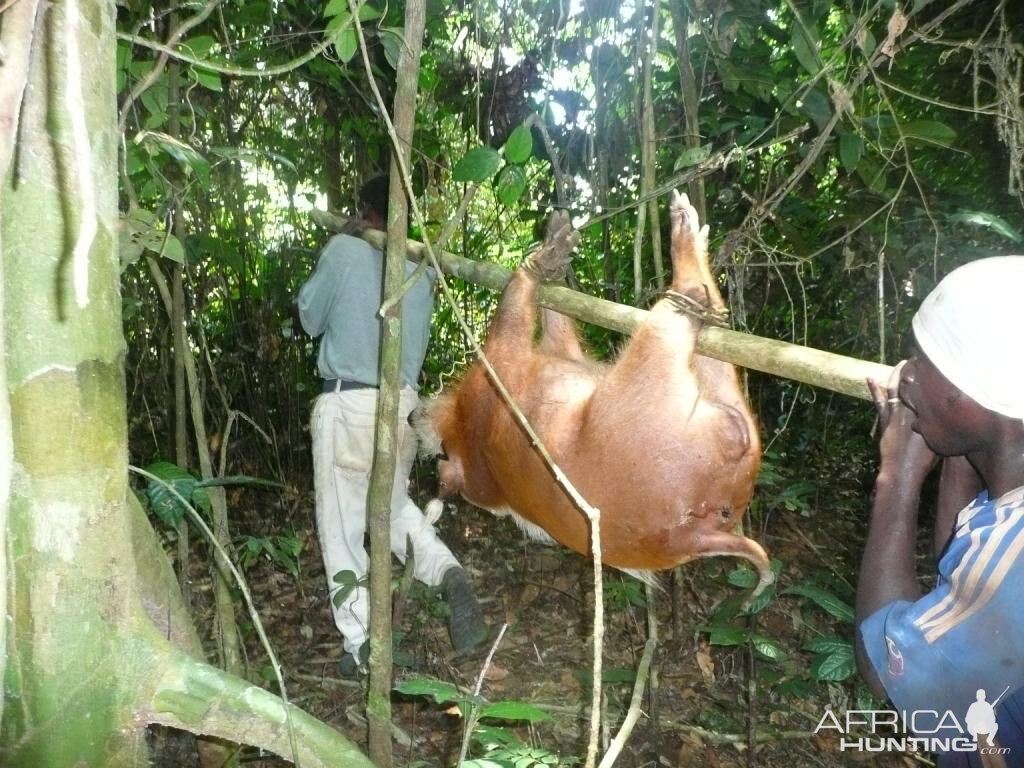 Gabonese Bushpig Hunting Gabon