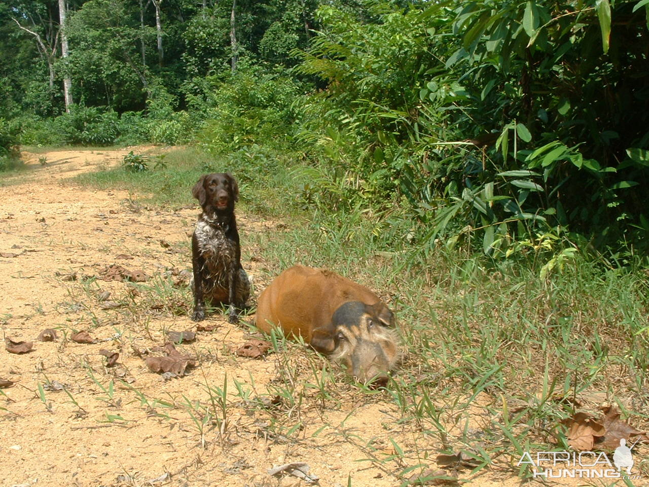 Gabonese Bushpig Hunting Gabon