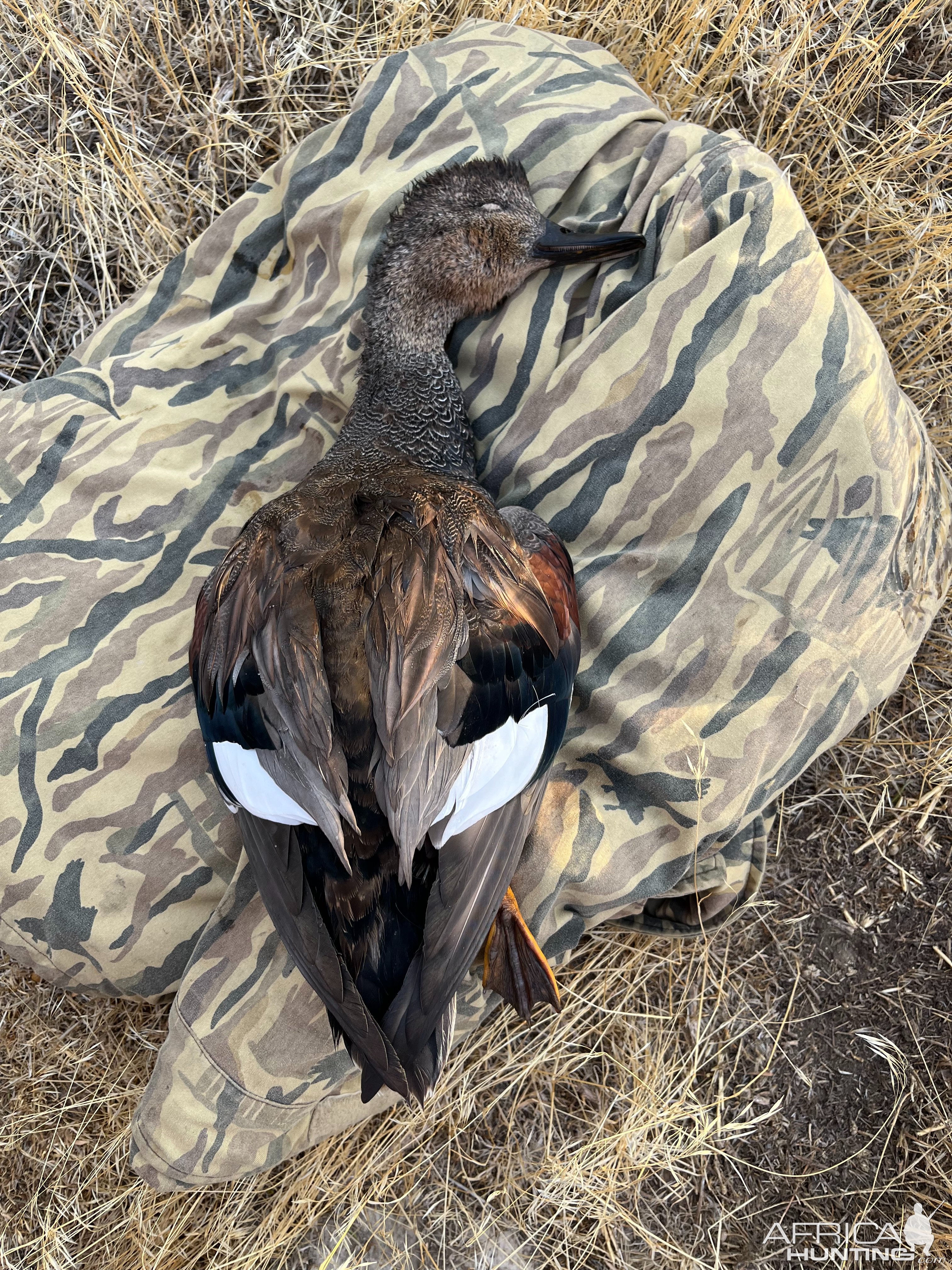 Gadwell Drake Duck Hunt Utah