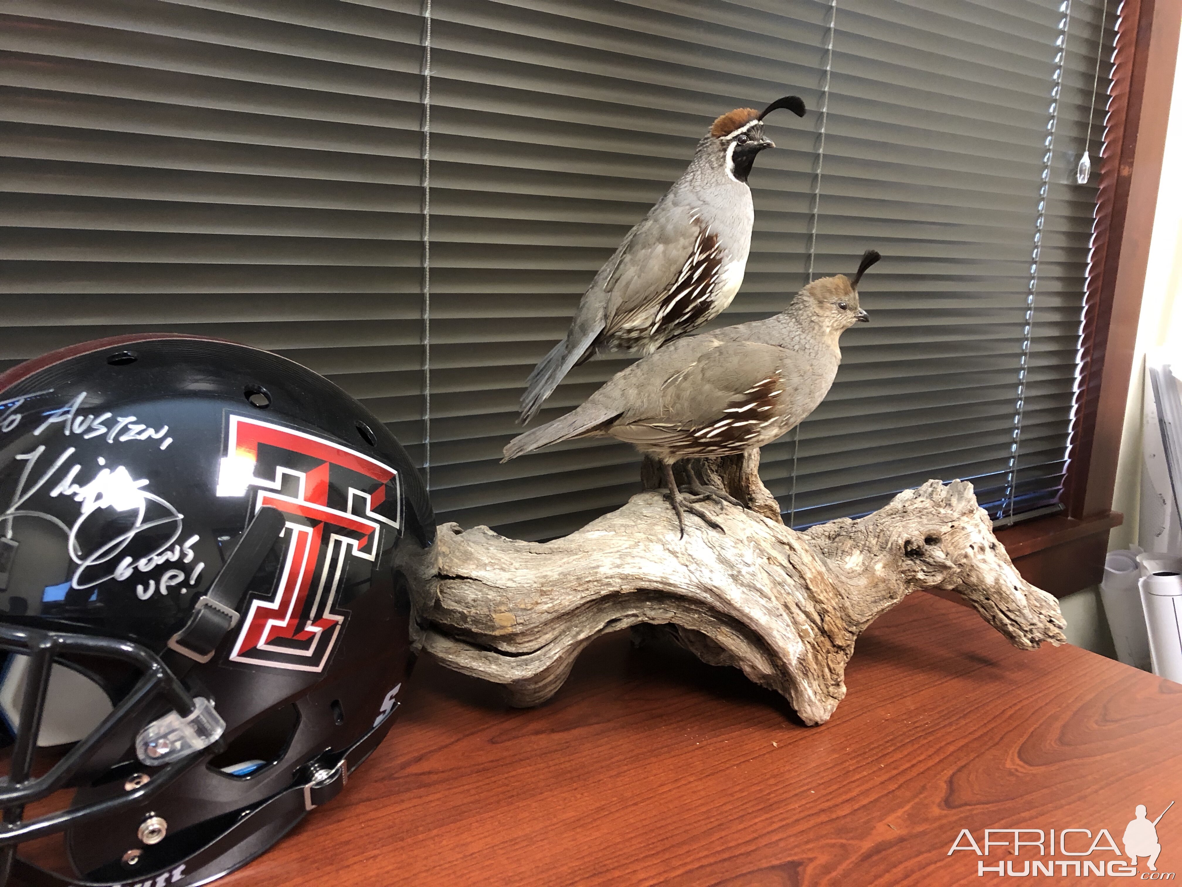 Gambel's Quail Fill Mount Taxidermy