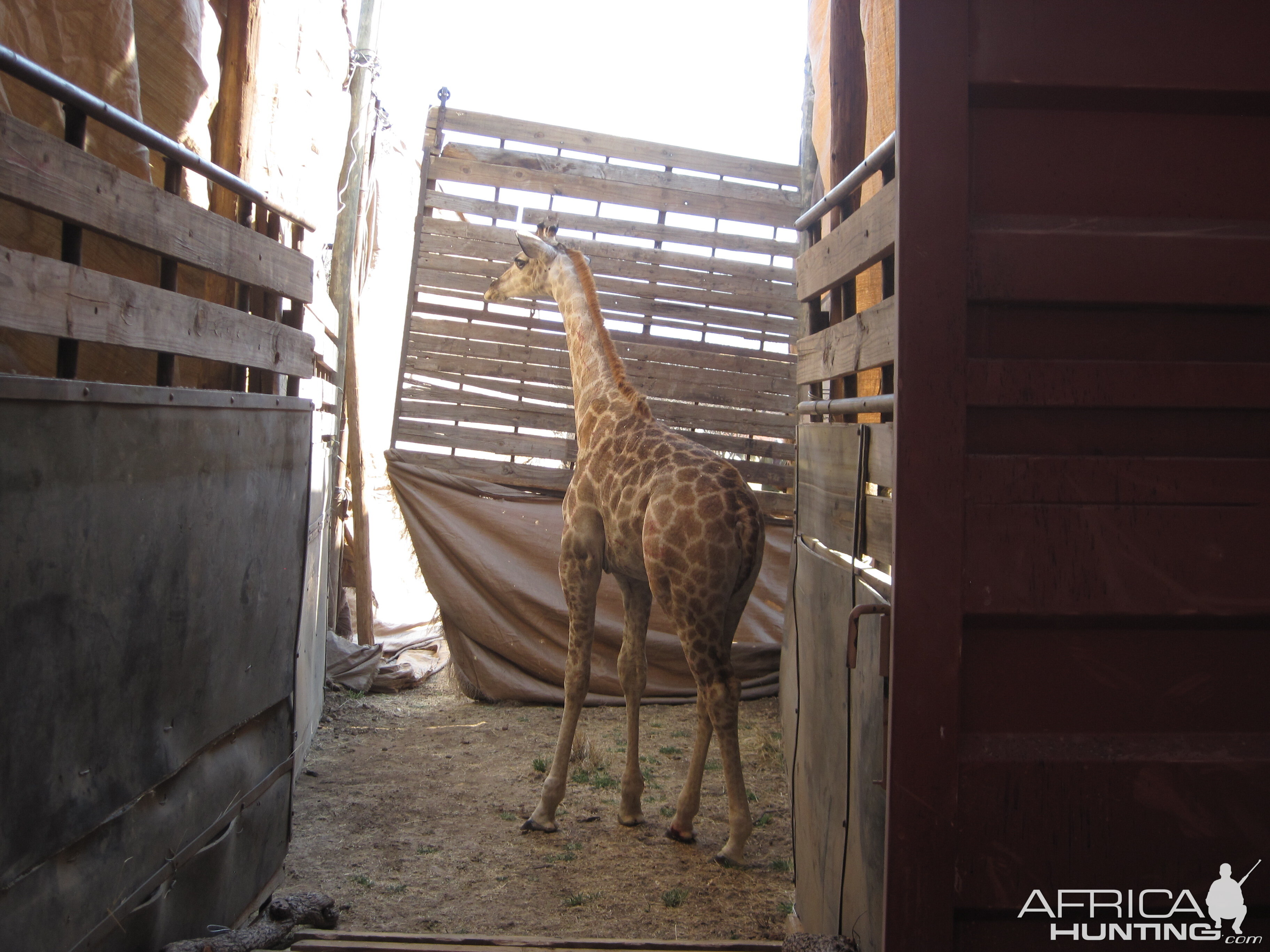 Game Capture Namibia