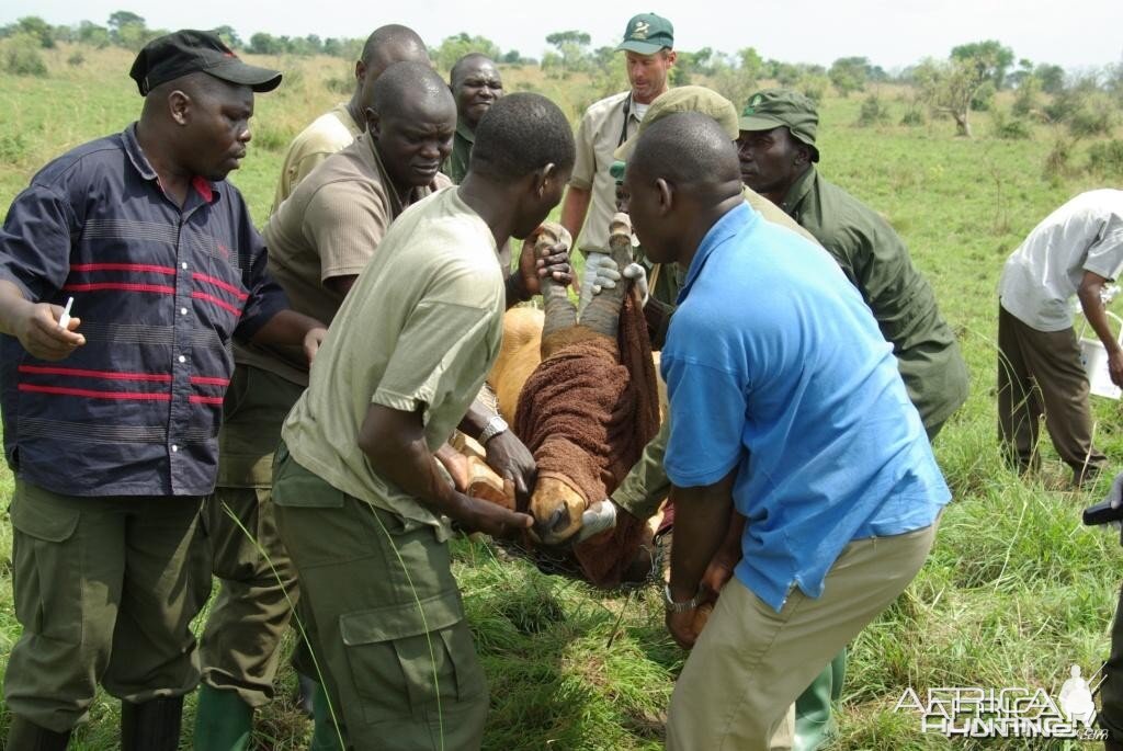 Game Capture Uganda Jackson's Hartebeest