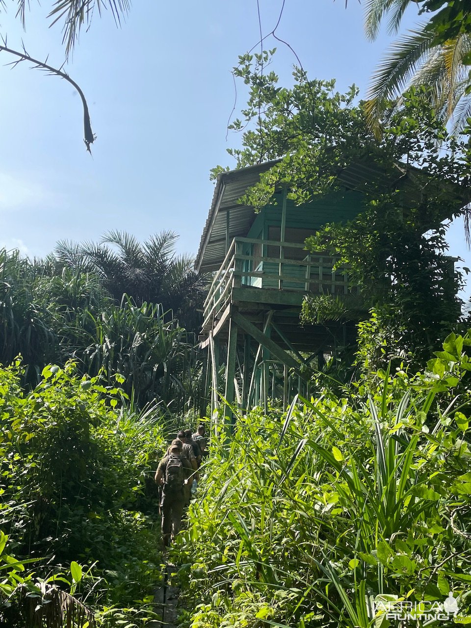 Game Viewing Platform Lobeke National Park Cameroon