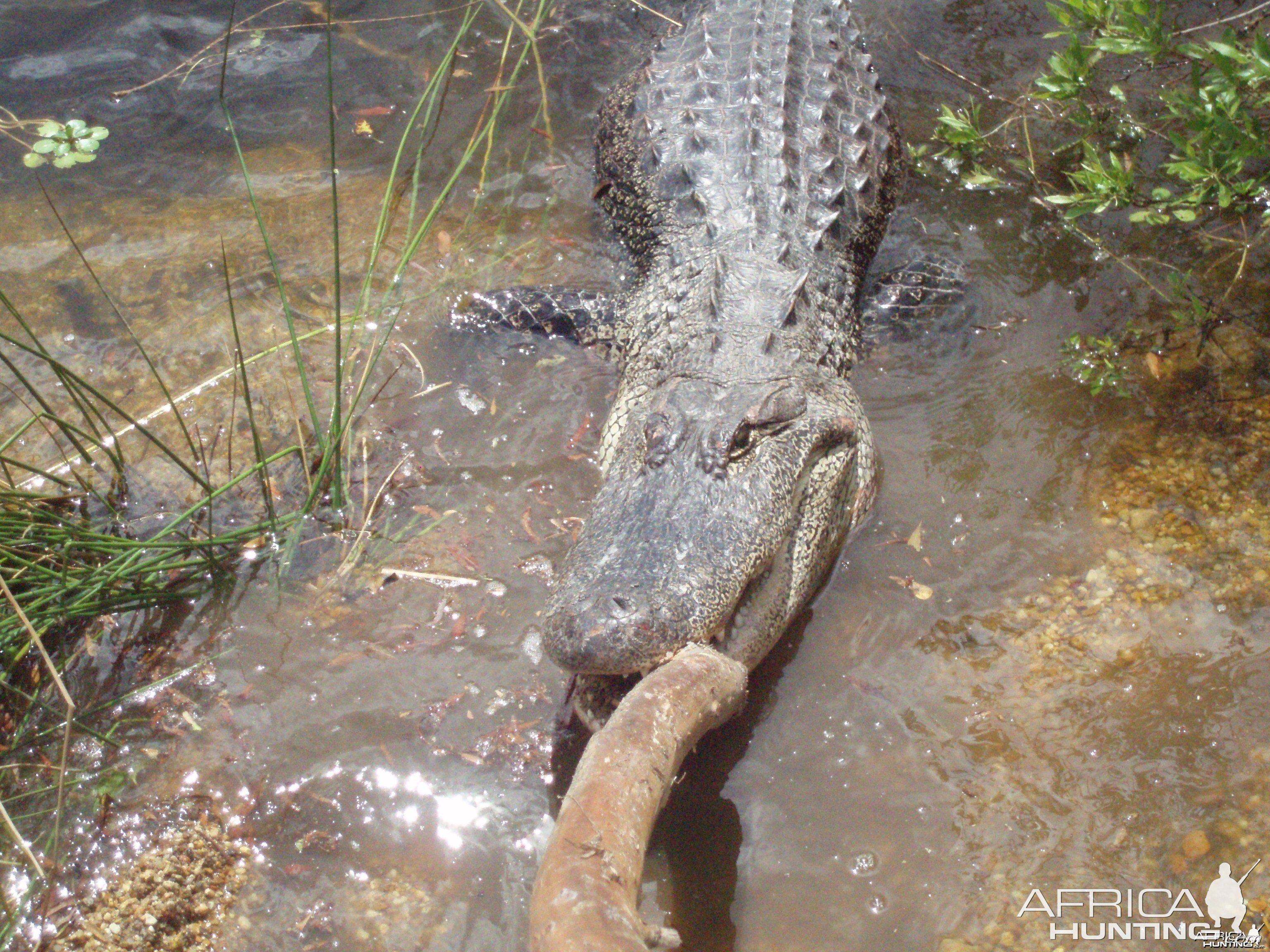 GATOR TUG-O-WAR!