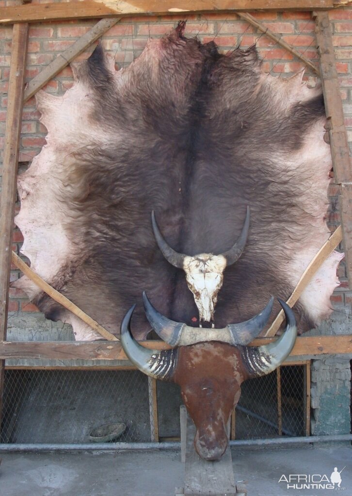 Gaur hide