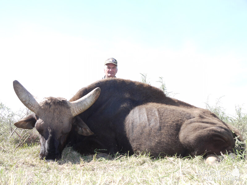 Gaur hunted with Wintershoek Johnny Vivier Safaris