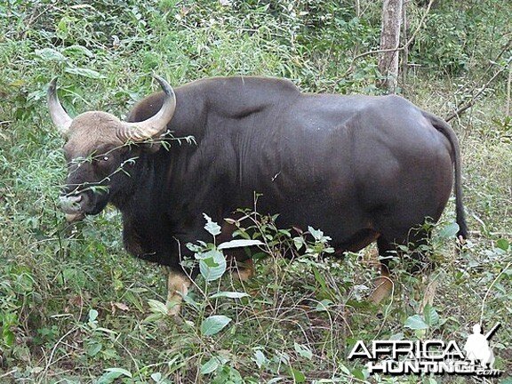 Gaur, Indian Bison