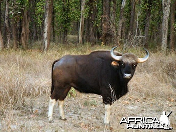 Gaur, Indian Bison