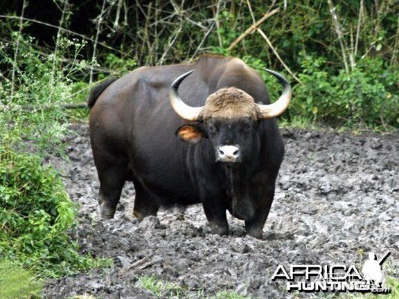 Gaur, Indian Bison