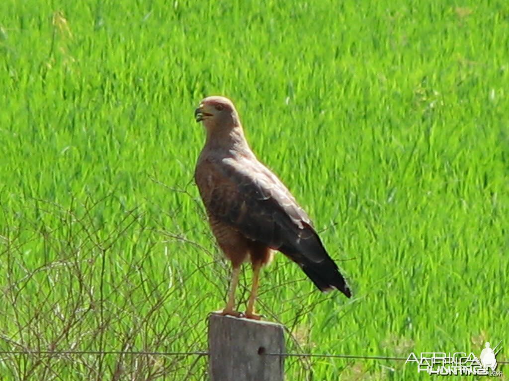 Gavaio Caramujeiro in Brazil