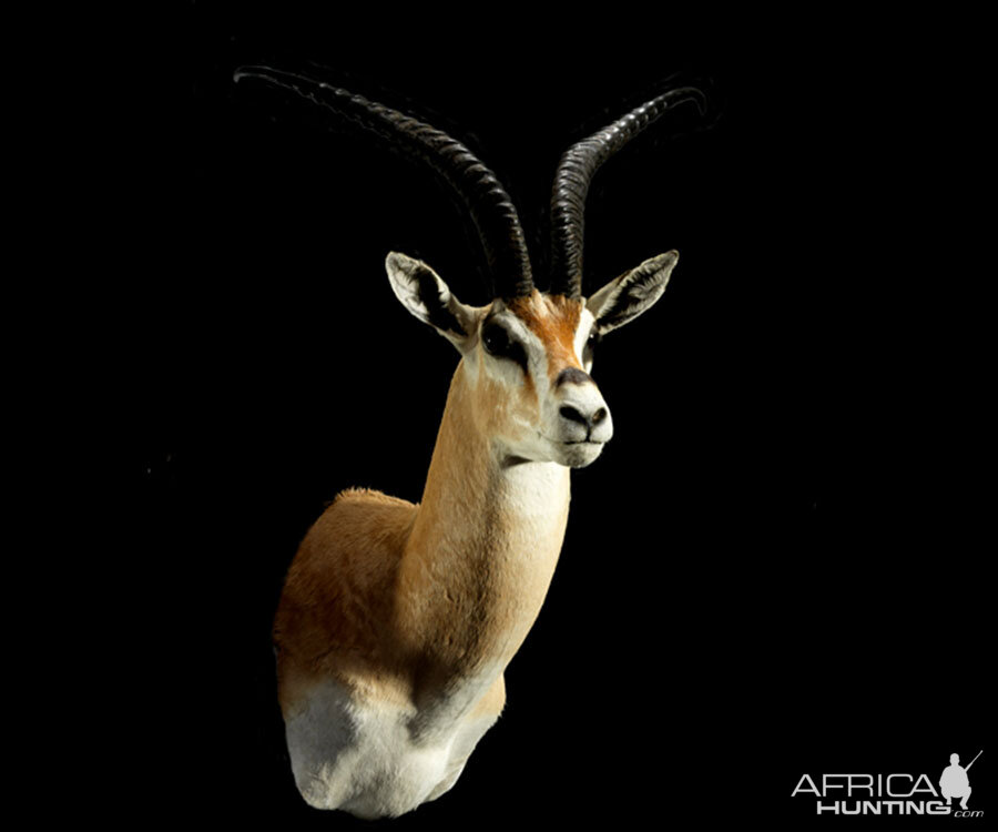 Gazelle Shoulder Mount Taxidermy