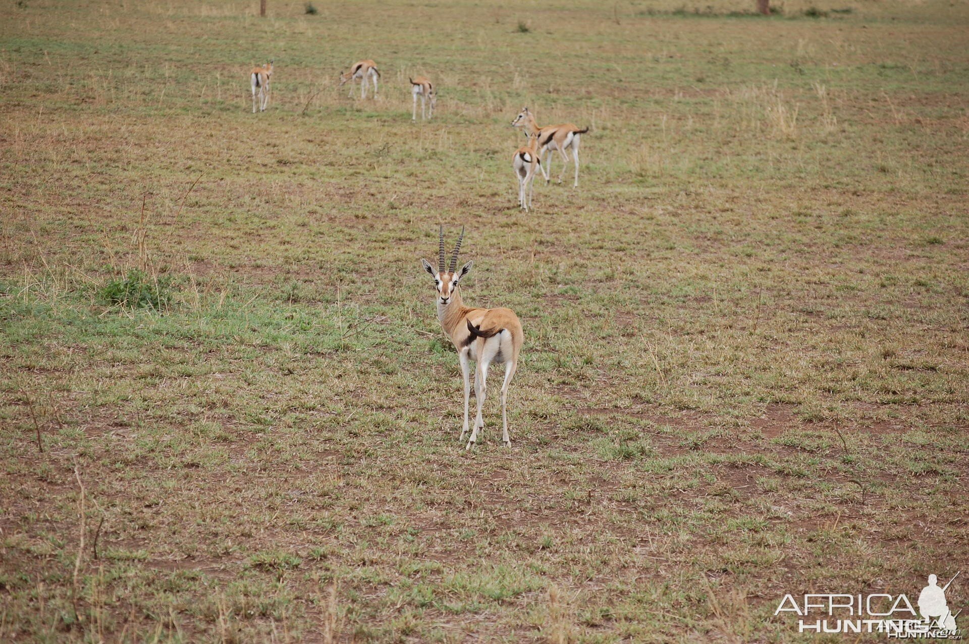 Gazelle Tanzania